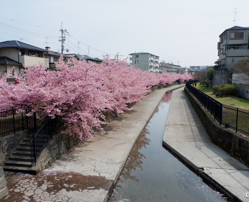 Yodo Suiro Waterway (Kyoto), canal bordé de cerisiers Kawazu-zakura en fleurs Yodo Suiro Waterway (Kyoto), canal bordé de cerisiers Kawazu-zakura en fleurs