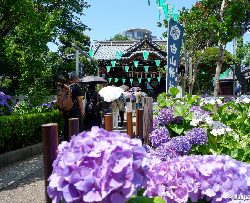 Hakusan-jinja (Tokyo), sanctuaire pendant Bunkyo Ajisai Matsuri en juin Hakusan-jinja (Tokyo), sanctuaire pendant Bunkyo Ajisai Matsuri en juin