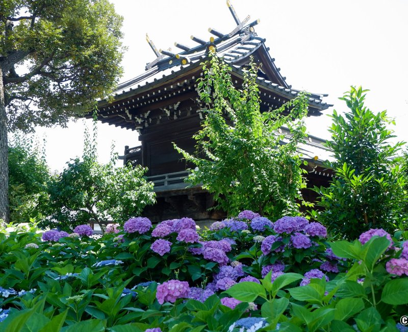 Hakusan-jinja (Tokyo), floraison des hortensias du parc Hakusan Hakusan-jinja (Tokyo), floraison des hortensias du parc Hakusan