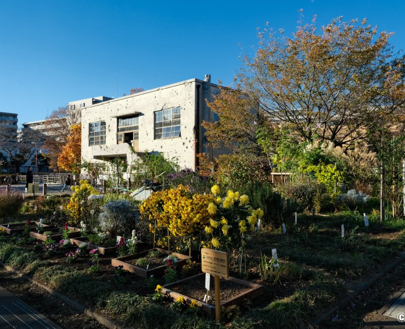 Ancienne sous-station de l'usine Hitachi Aircraft de Tachikawa (Tokyo), Jardin fleuri à l'automne