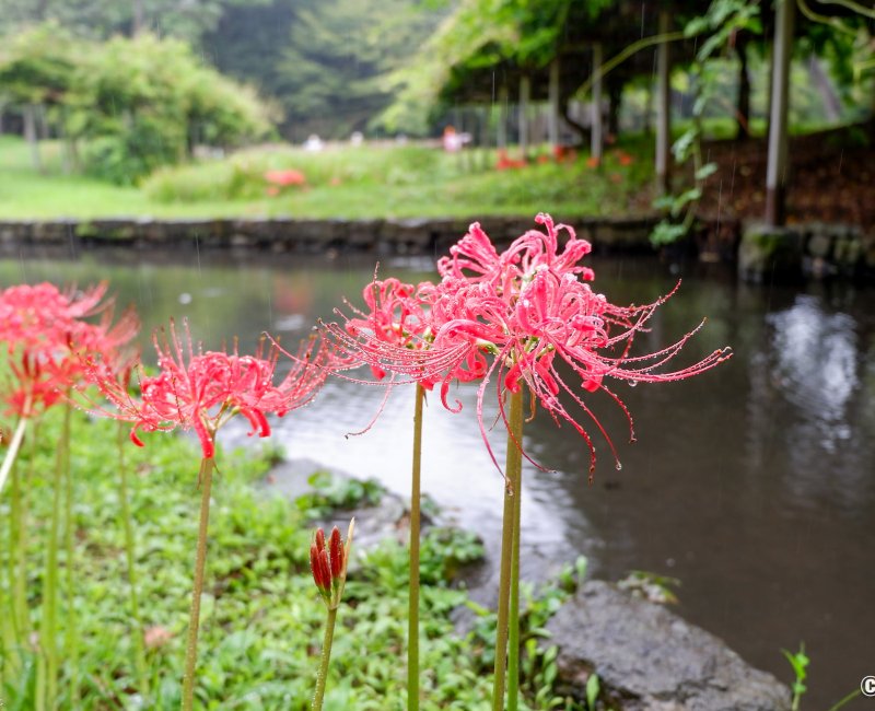 Koishikawa Korakuen (Tokyo), fleurs de lycoris rouges au bord de l'eau