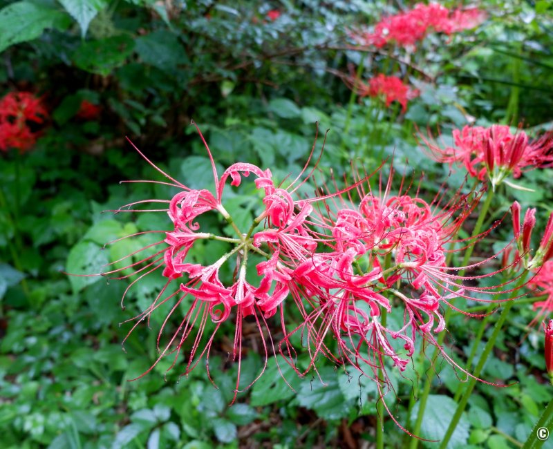 Jardin botanique de Koishikawa, détail sur la fleur de lys araignée rouge
