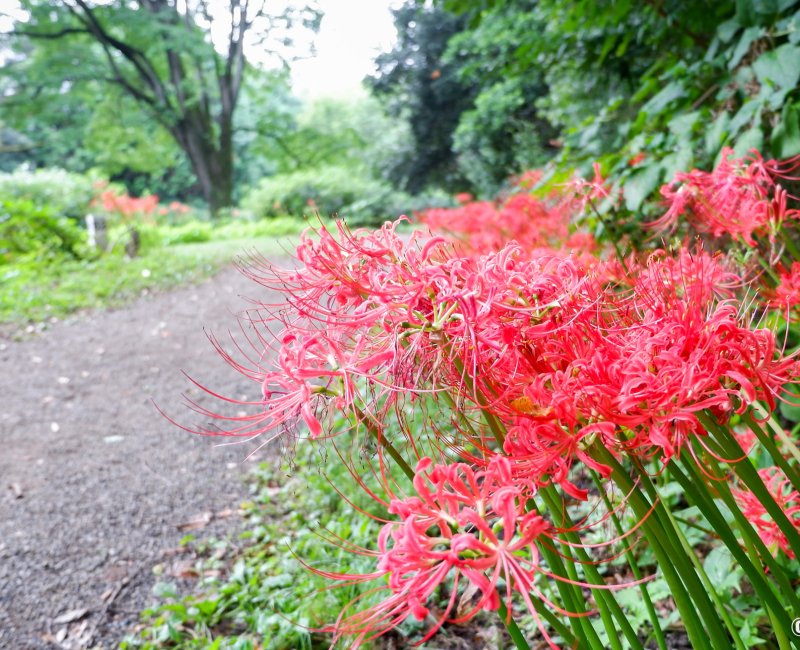 Jardin botanique de Koishikawa, lycoris radiata au bord d'un chemin