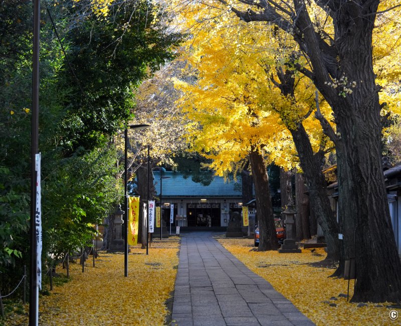 Komagome Tenso-jinja (Tokyo), Vue sur le pavillon principal depuis l'allée de ginkgos dorés à l'automne Komagome Tenso-jinja (Tokyo), Vue sur le pavillon principal depuis l'allée de ginkgos dorés à l'automne