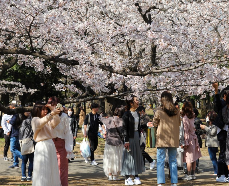 Parc de Yoyogi, Hanami sous les sakura en fleurs fin mars et début avril