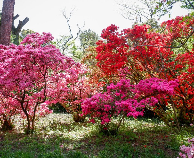 Meiji Jingu Gyoen (Tokyo), allée du jardin pendant la floraison des azalées au printemps