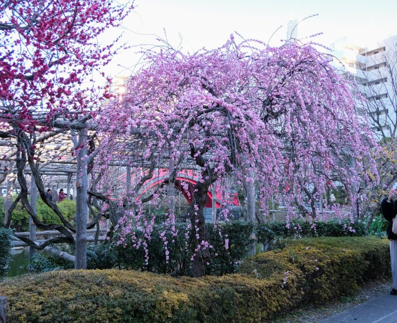 Kameido Tenjin (Tokyo), pruniers en fleurs pendant Ume Matsuri en février