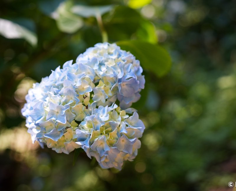 Minamisawa Ajisai Yama (Akiruno, ouest de Tokyo), hortensia en fleurs en juin