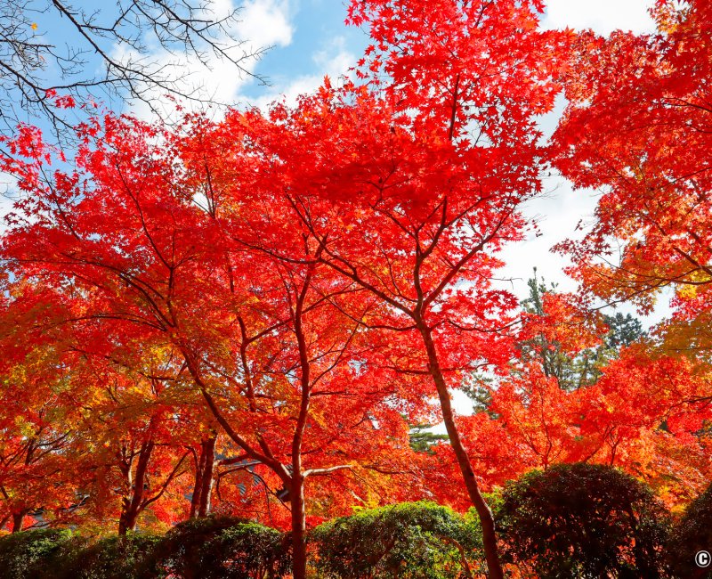 Mont Koya (Wakayama), érables Koyo de couleur rouge début novembre