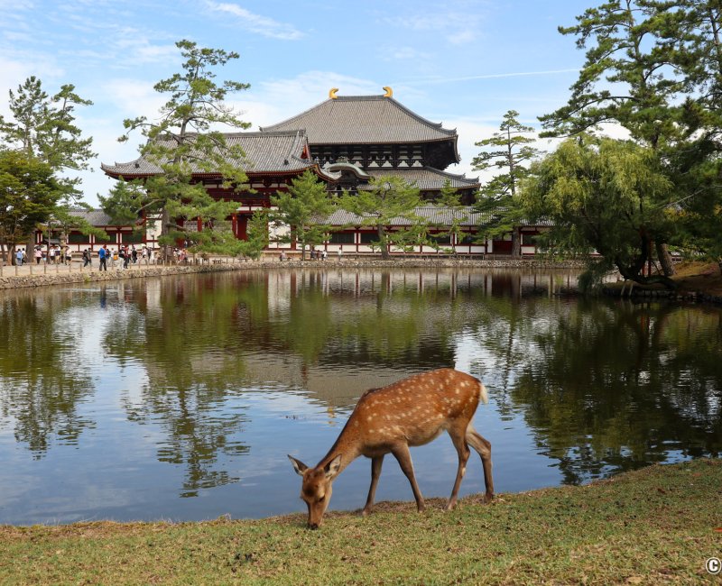 Nara, vue sur le bâtiment du grand Bouddha de Todai-ji depuis le plan d'eau Kagami-ike 