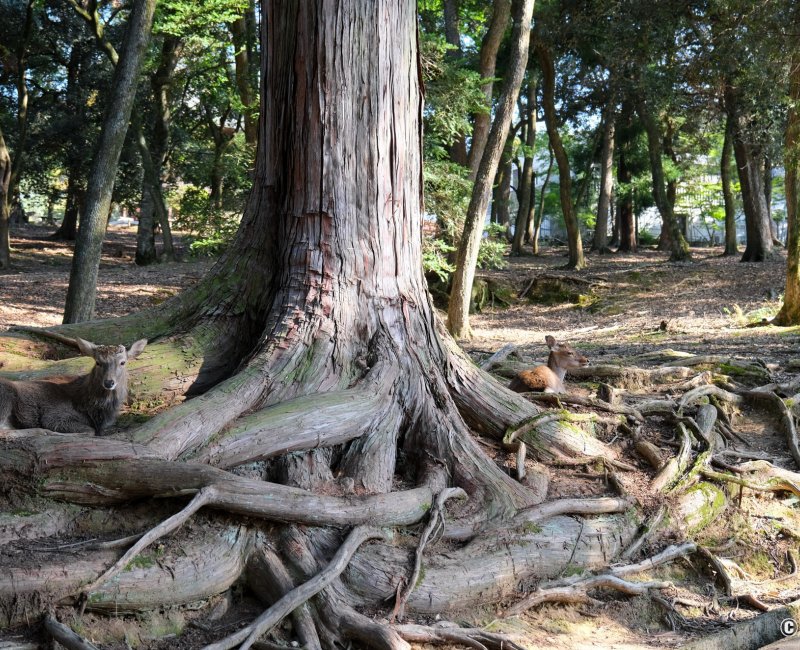 Nara, cerfs Shika couchés dans les racines des arbres du parc de la ville