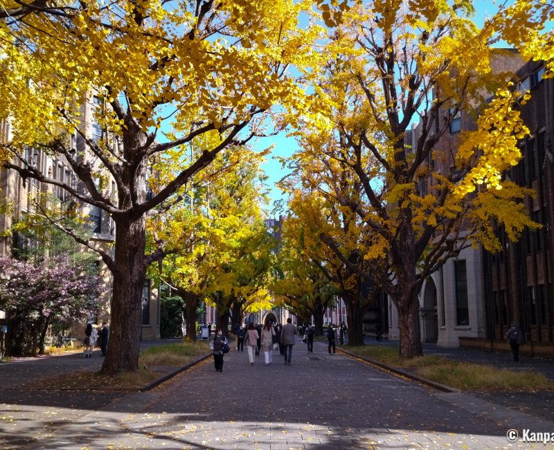 Todai (université de Tokyo), feuillage doré des ginkgos de mi-novembre à début décembre