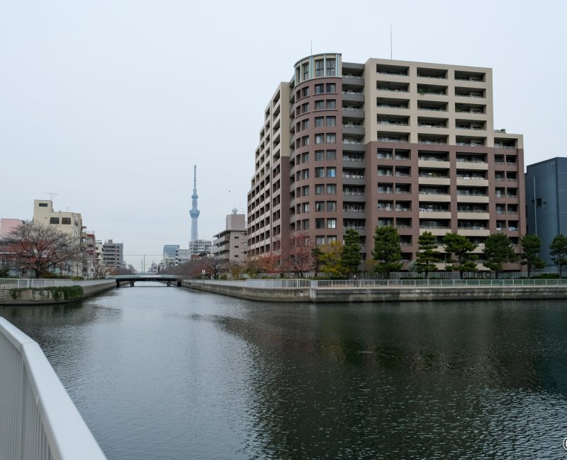 Oyoko-gawa (Tokyo), balade au bord de l'eau et vue sur la Tokyo Skytree entre les ponts Inohori-bashi et Kikuyanagi-bashi 
