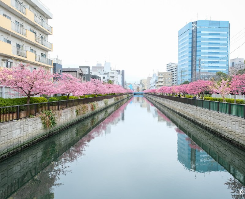 Oyoko-gawa (Tokyo), promenade bordée de cerisiers précoces Kawazu en fleurs 2
