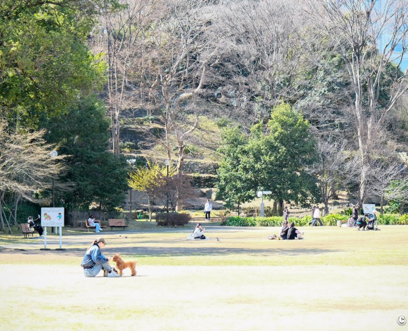 Parc Shiba (Tokyo), grandes pelouses à la fin de l'hiver et Shiba Maruyama Kofun en arrière-plan