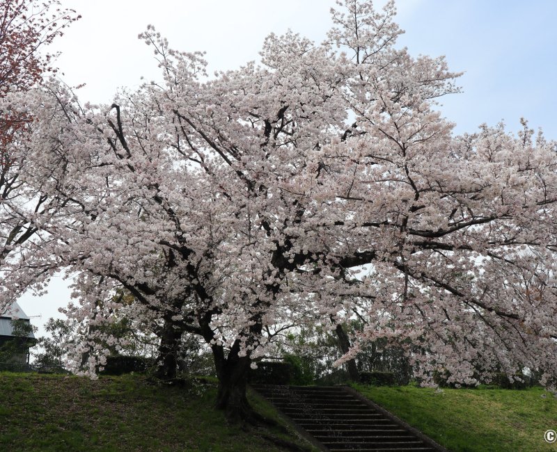 Shunbun no Hi, Cerisiers en fleur au bord de la rivière Kamo-gawa à Kyoto