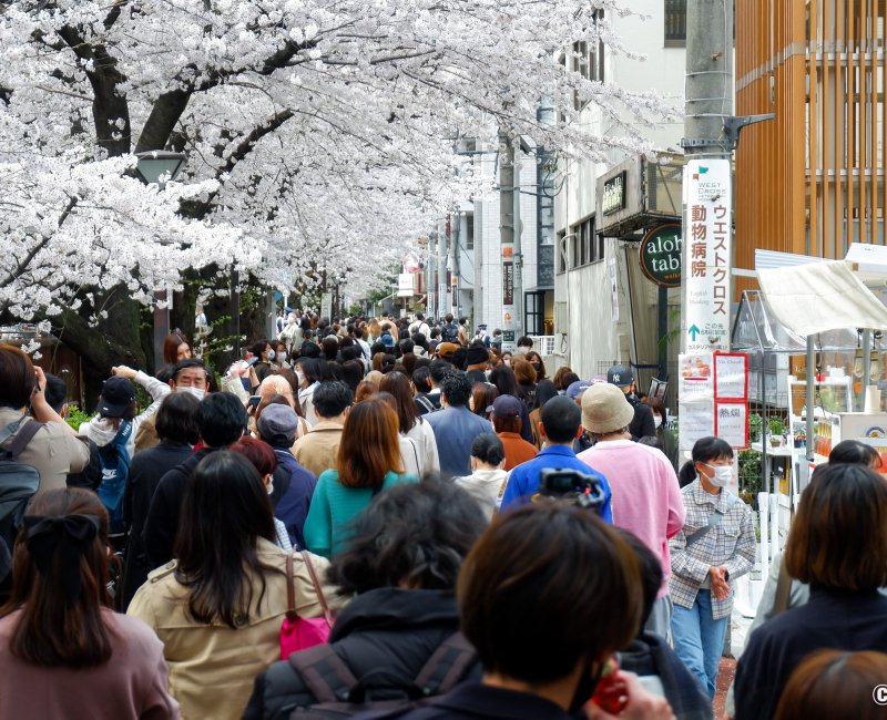  Naka Meguro-gawa à Shibuya (Tokyo), foule sous les cerisers en fleurs de jour
