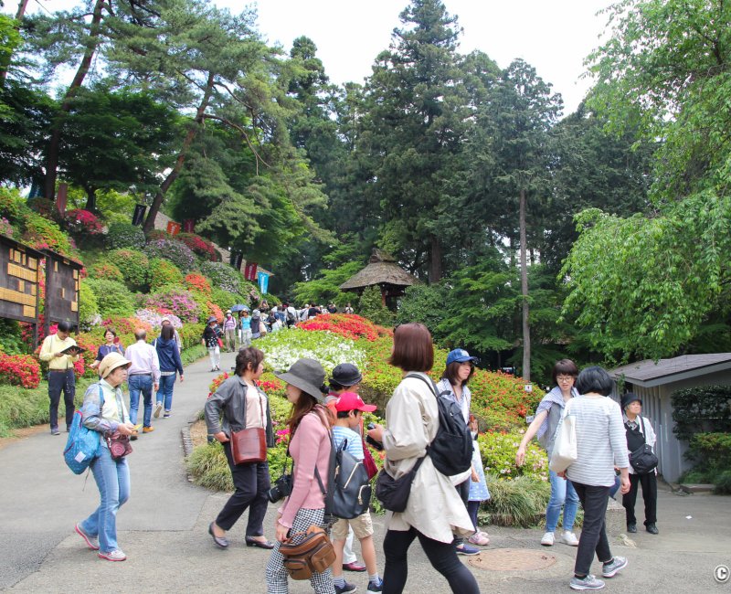 Golden Week au Japon, foule pour la floraison des azalées au temple Shiofune Kannon-ji à Ome (Tokyo)