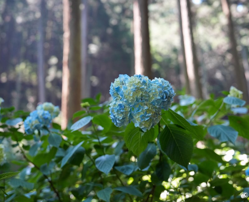 Festival des hortensias de la vallée Akigawa (Tokyo), hortensias bleus sous les cèdres à Minamisawa Ajisai-yama