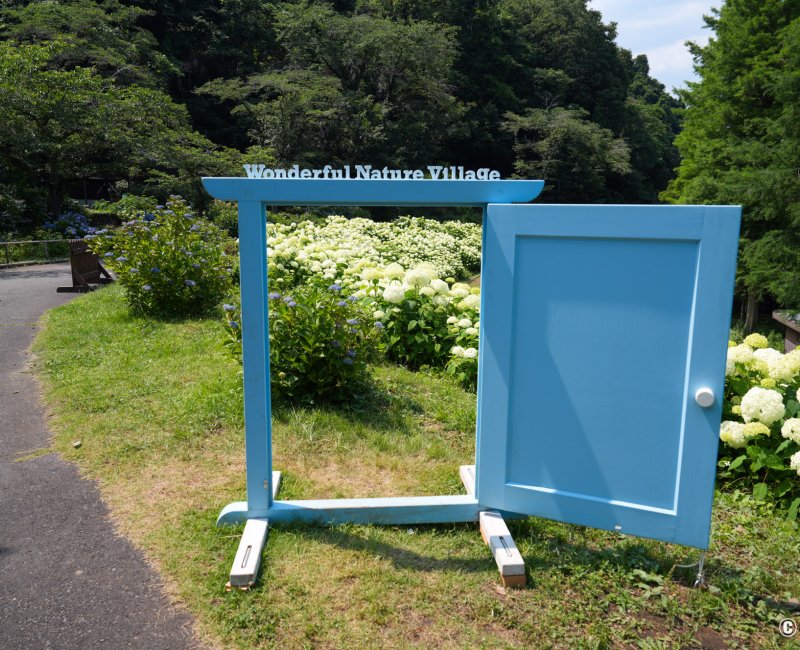 Festival des hortensias de la vallée Akigawa (Tokyo), spot photo au parc Wonderful Nature Village Ajisai 