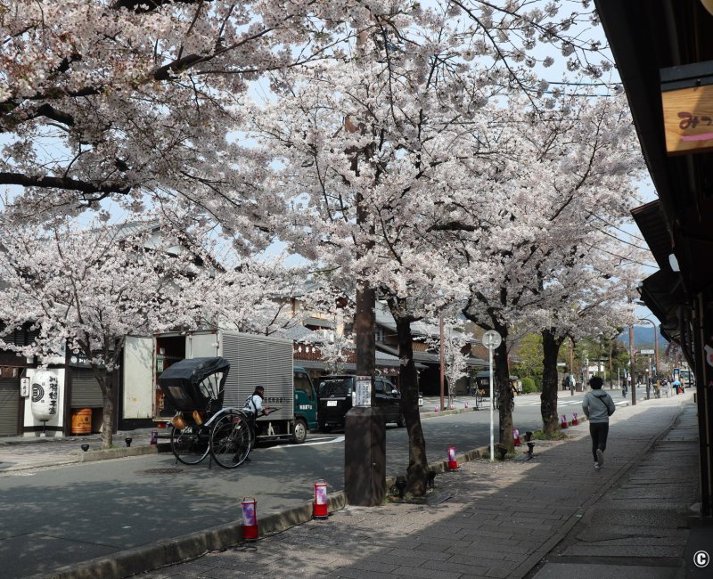 Arashiyama (Kyoto), floraison des cerisiers le long de la rue commerçante principale Arashiyama (Kyoto), floraison des cerisiers le long de la rue commerçante principale