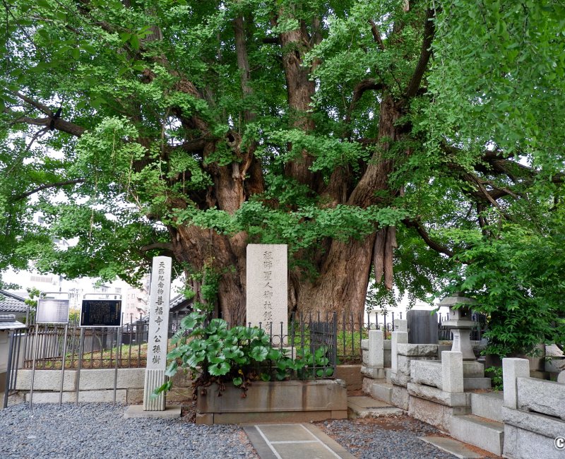 Azabu-Juban (Tokyo), Ancien gingko biloba du temple Zenpuku-ji à Moto-Azabu Azabu-Juban (Tokyo), Ancien gingko biloba du temple Zenpuku-ji à Moto-Azabu