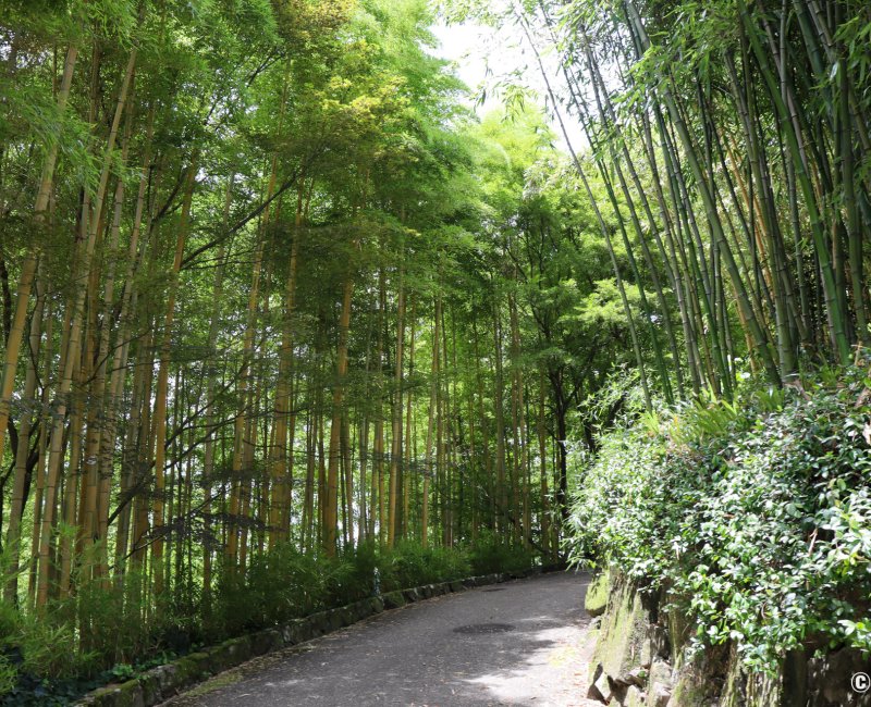 Take no Michi (Muko), Chemin traversant la bambouseraie Take no Michi (Muko), Chemin traversant la bambouseraie