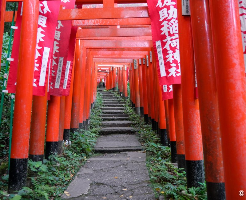 Kamakura, tunnel de Torii rouges du sanctuaire Sasuke Inari-jinja