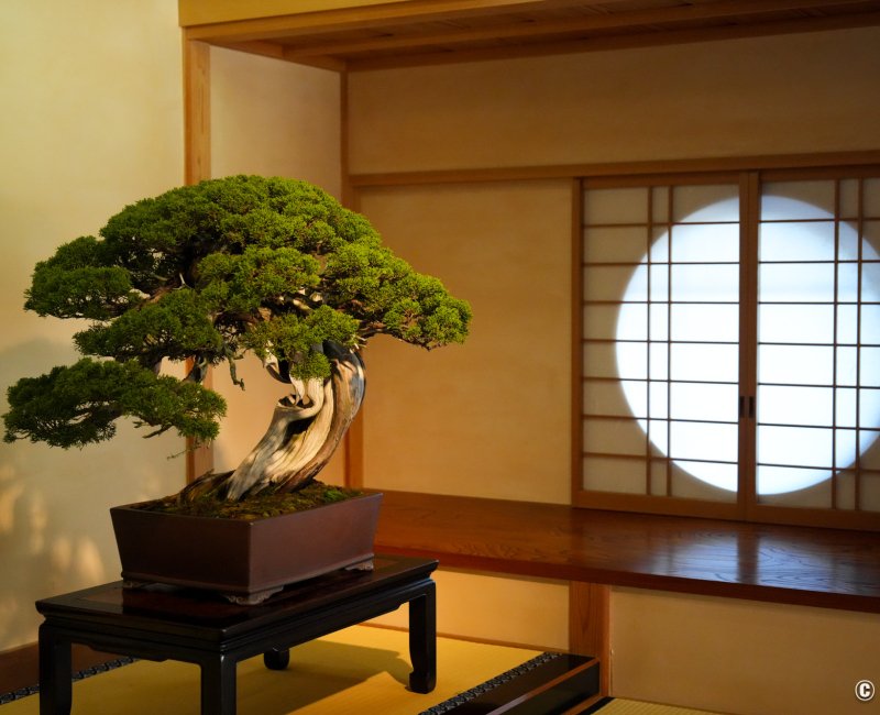 Musée d'art du bonsaï d'Omiya (Saitama), Bonsaï de pin goyo-matsu exposé dans la galerie intérieure