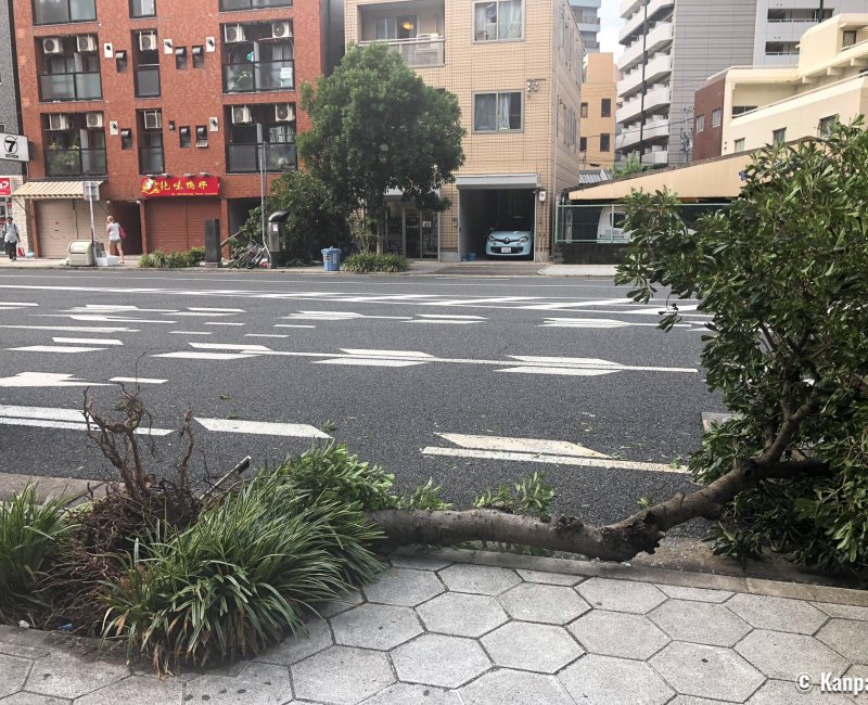 Osaka après le passage du typhon Jebi en 2018 (3) Osaka après le passage du typhon Jebi en 2018 (3)