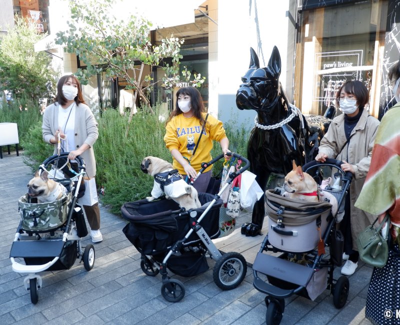 Yokohama, propriétaires de chien de race bouledogue en poussette devant une boutique dédiée Yokohama, propriétaires de chien de race bouledogue en poussette devant une boutique dédiée