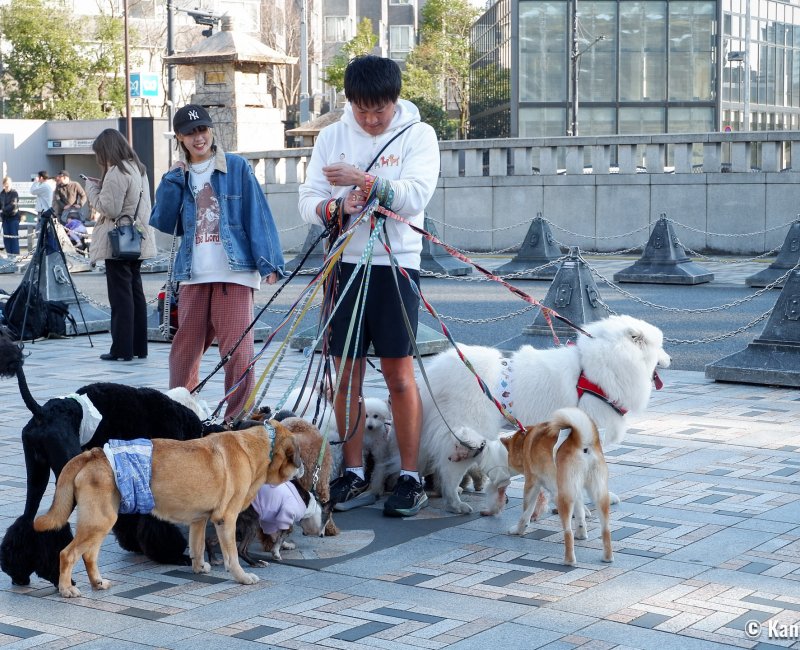 Tokyo, dog sitter en promenade de chiens de plusieurs races Tokyo, dog sitter en promenade de chiens de plusieurs races