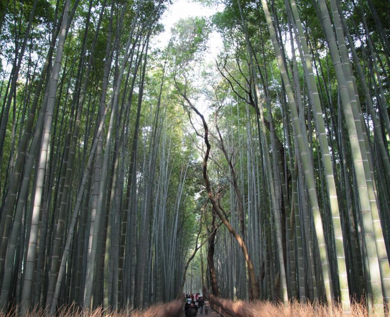 Forêt de bambous d'Arashiyama à Kyoto 4