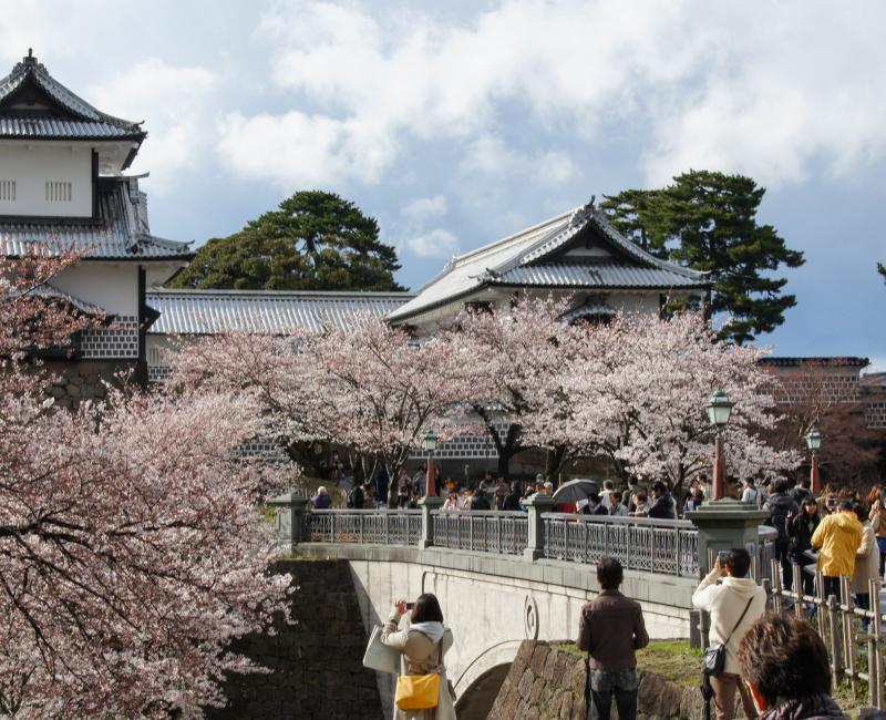 Vue sur le château de Kanazawa et les cerisiers en fleur 4 Vue sur le château de Kanazawa et les cerisiers en fleur 4