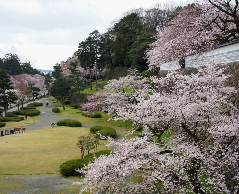 Cerisiers en fleurs dans le parc du château de Kanazawa 2 Cerisiers en fleurs dans le parc du château de Kanazawa 2