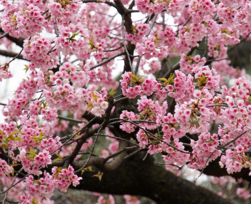 Parc de Ueno, cerisiers précoces Kawazu-zakura en fleurs Parc de Ueno, cerisiers précoces Kawazu-zakura en fleurs
