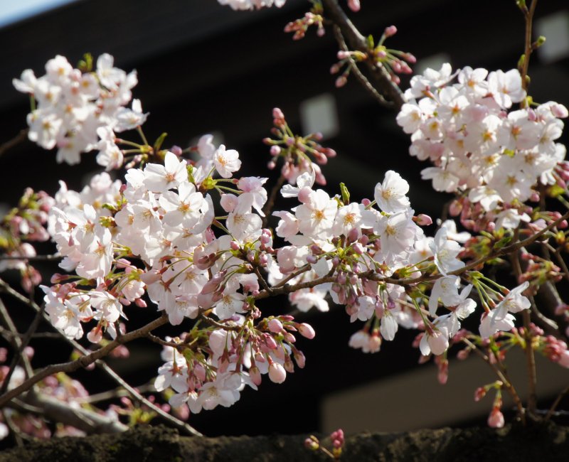 Sanctuaire Yasukuni à Tokyo, Fleurs de cerisiers Somei Yoshino au printemps