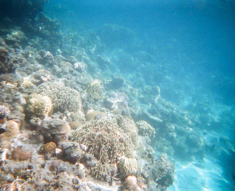 Zamami (Okinawa), Poissons tropicaux et corail 2 Zamami (Okinawa), Poissons tropicaux et corail 2