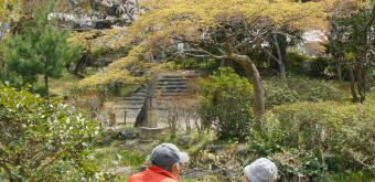 Parc Maruyama (Kyoto), pique-nique sous les cerisiers en fleurs au printemps