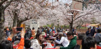 Parc Maruyama (Kyoto), Hanami sous les sakura en fleurs