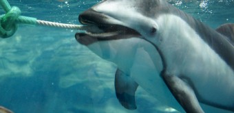 Aquarium Kaiyukan (Osaka), dauphin blanc