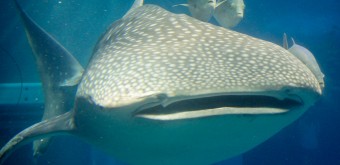 Aquarium Kaiyukan (Osaka), requin-baleine (mascotte)