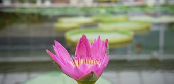 Jigoku Meguri à Beppu, Fleur de nénuphar