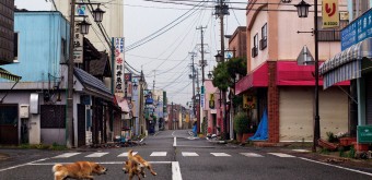 chiens-abandonnes-okuma