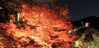 Kiyomizu-dera, light-up en période de momiji 4