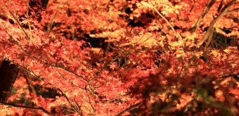 Kiyomizu-dera, light-up en période de momiji 6