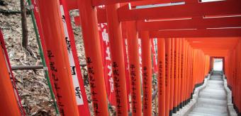 Hie-jinja (Tokyo), allée de torii