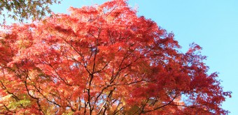Lac Kawaguchiko (Mont Fuji), Feuillage d'érables à l'automne 9
