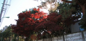 Gotoku-ji (Tokyo), Feuillage d'érable rouge en automne 3
