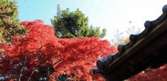 Gotoku-ji (Tokyo), Feuillage d'érable rouge en automne et bâtiment du temple